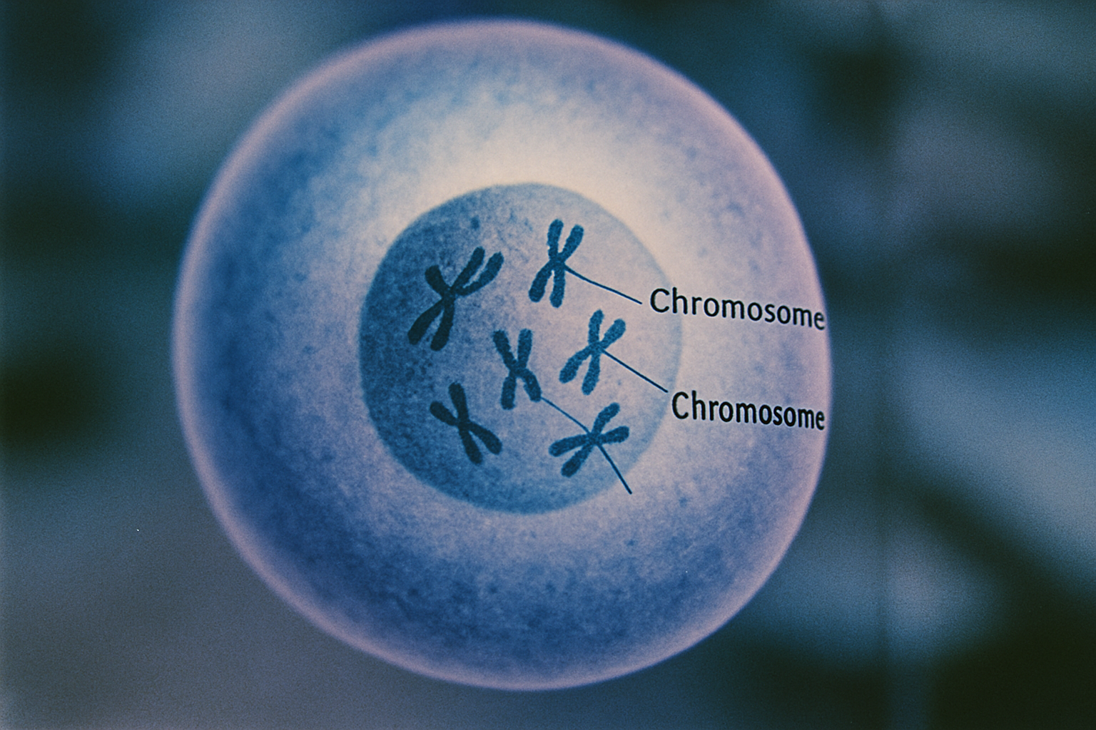 Zellkern mit Chromosomen veranschaulicht den Mechanismus der DNA-Methylierung bei der Alterung